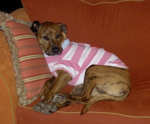 brindel dog in pink and white striped t-shirt on orange couch